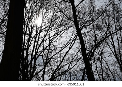 Bare trees in the forest