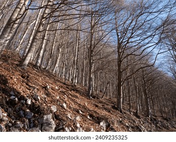 Bare trees in the forest in winter
