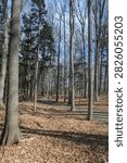 Bare trees line a path in Bronte Creek Provincial Park. This image showcases the beauty of nature. Shot in early spring.