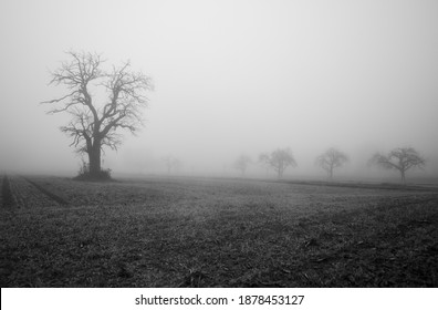 Bare trees in a meadow surrounded by strong fog in black and white landscape. Spooky winter nature in the early morning. - Powered by Shutterstock