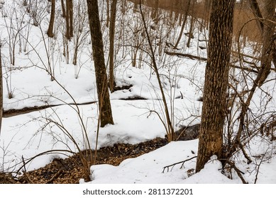 Bare trees and melting snow frame a small, dark stream winding through a woodland ravine in late winter or early spring scenery