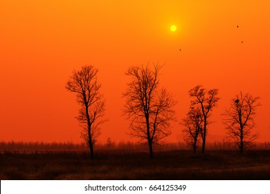 bare trees on background of  sunset
