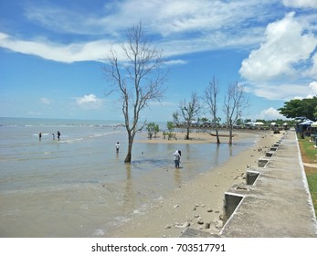 bare trees on the beach