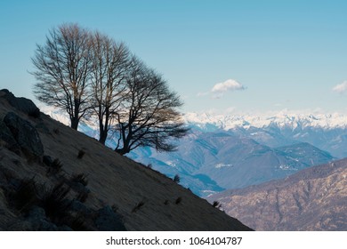 Bare trees on slope in shadow with snowy mountains in the background