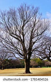 Bare Trees in the Park.