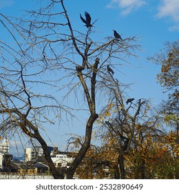 Bare trees with perched birds against a bright sky, surrounded by clusters of autumn leaves and urban buildings in the background. - Powered by Shutterstock