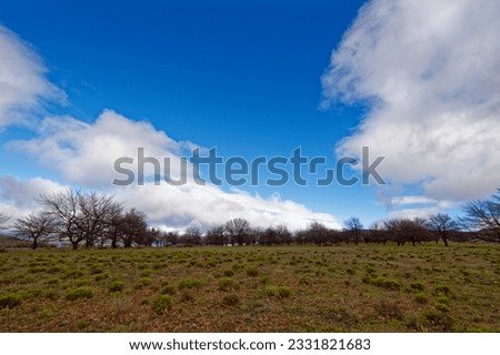 Bare trees set in a field in a winter landscape near Ceres, Western Cape, South Africa.