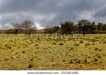 Bare trees set in a field in a winter landscape near Ceres, Western Cape, South Africa.