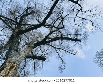 bare trees silhouette under the sky at Fitzroy garden, Melbourne, 10 September 2024 - Powered by Shutterstock