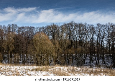 Bare trees in the snow