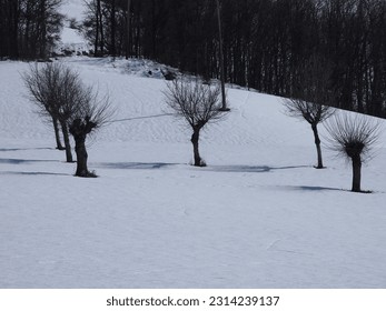 bare trees in the snow