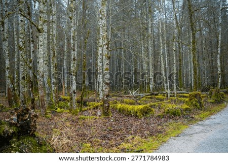Bare trees stand in a mossy forest clearing near a path.