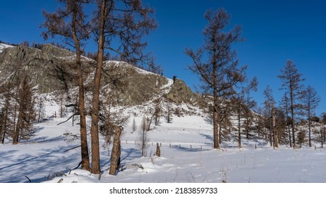 Bare trees stand in snowdrifts. Pure white snow all around. A mountain against a clear blue sky. A sunny winter day. Altai