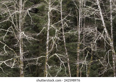 Bare Trees Winter Abstract