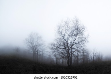 Bare trees in the winter fog