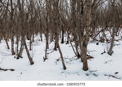 bare trees winter in forest