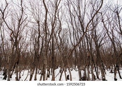 bare trees winter in forest