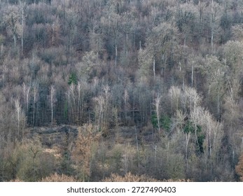 Bare trees in winter mixed forest