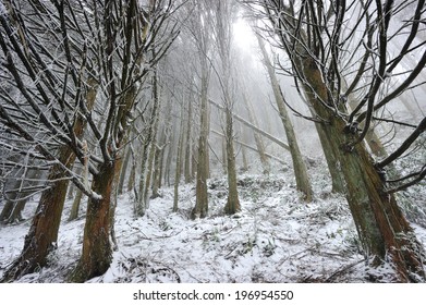 Bare Trees In The Woods With Snow On The Ground.