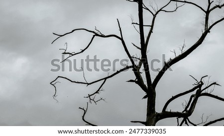 Bare, twisted tree branches reach out against gloomy, overcast sky, evoking eerie and haunting atmosphere. Ideal for horror themes or Halloween visuals, emphasizing desolation and spookiness