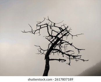 A bare, twisted tree stands alone against a foggy sky, creating a dramatic and haunting silhouette in a quiet mountain landscape.