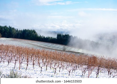 Bare vines in brown contrast against snow on the ground in this view of a winter vineyard in Oregon.