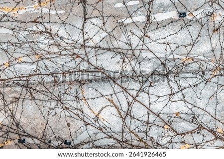 Bare vines on a concrete wall in Girona, Spain, during autumn. The minimalist composition highlights natural textures, seasonal colors, and the interplay of lines and surfaces
