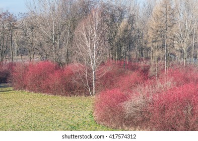 Bare Winter Dogwood Bushes With Red Twigs