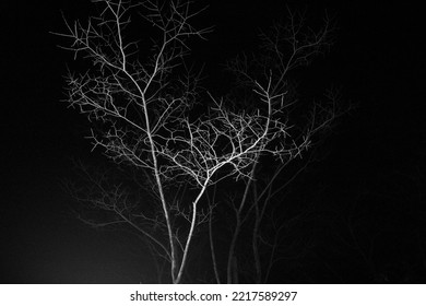 Bare Winter Naked Tree. Silver Tree Against Black Night Sky. Ghost, Spooky, Winter. V Shape. 