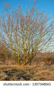 Bare winter tree