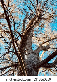 Bare winter tree