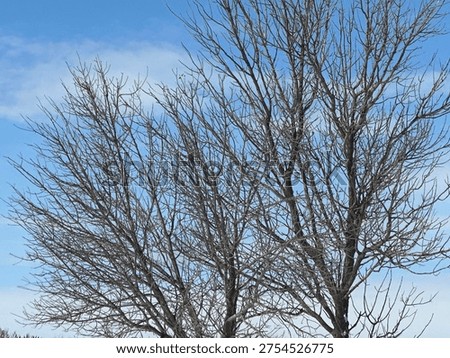 Bare winter tree branches against clear blue sky in rural landscape