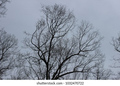 Bare Winter Tree Branches Public Park Stock Photo 1032470722 | Shutterstock