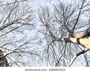 Bare Winter tree trunks and branches against a pale sky