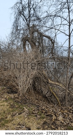 Bare Winter Trees and Tangled Overgrown Wild Brush