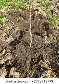 Bare young sapling planted in a hole surrounded by fresh, dark soil