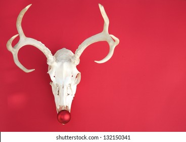Bare-bones Christmas decoration; mule deer skull with red nose on red background