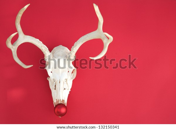 Barebones Christmas Decoration Mule Deer Skull Stock Image