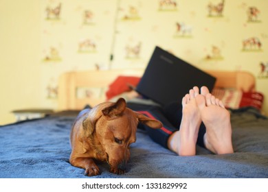 Bared Feet Of Girl While She Using Laptop And Small Dog Lying In Bed Indoors At Shallow Depth Of Field. Leisure Time And Relaxing.
