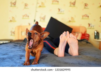 Bared Feets Of Girl While She Using Laptop And Small Dog Lying In Bed Indoors At Shallow Depth Of Field. Leisure Time And Relaxing.
