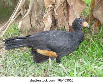 Bare-faced Curassow Male (Crax Fasciolata) Cracidae Family. Amazon Rainforest, Brazil