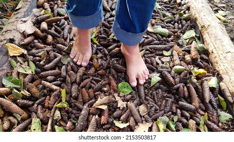 Barefoot feet of a boy walking on a barefoot path over pine cones in the forest. A healing experience for children and adults. Forest bathing and walking barefoot, a new lifestyle.