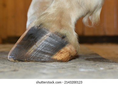 barefoot horse hoof on rubber mat
