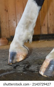 barefoot horse hoof unshod foot - Shutterstock ID 2143729427