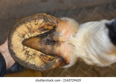 barefoot horse hoof unshod foot - Shutterstock ID 2143729429