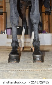barefoot horse hoof unshod foot - Shutterstock ID 2143729435