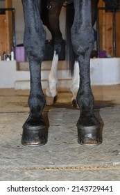 barefoot horse hoof unshod foot - Shutterstock ID 2143729441