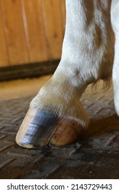 barefoot horse hoof unshod foot - Shutterstock ID 2143729443