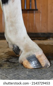 barefoot horse hoof unshod foot - Shutterstock ID 2143729453