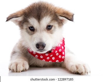 Barely A Month Old Puppy, Alaska Sled Dog